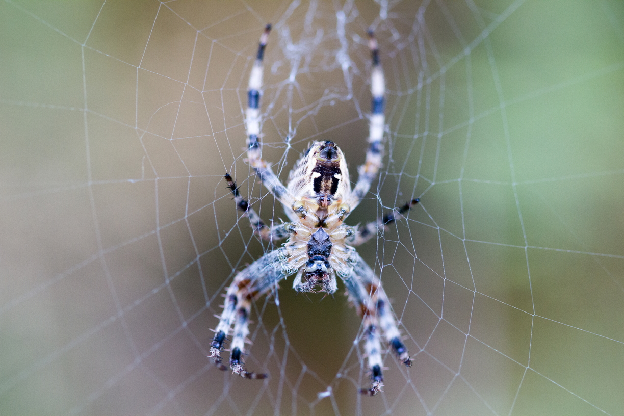 A close up of a blue spider